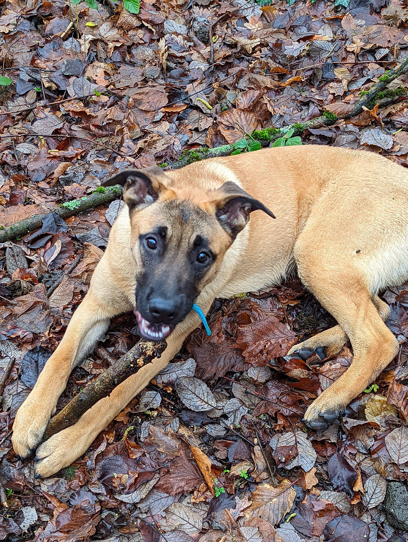 Scooby participe au concours pour gagner de l'argent avec cette photo : canidae, carnivore, companion_dog, dog, dog_breed, fawn, hunting_dog, plant, snout, soil, sporting_group, terrestrial_animal, wildlife, working_animal