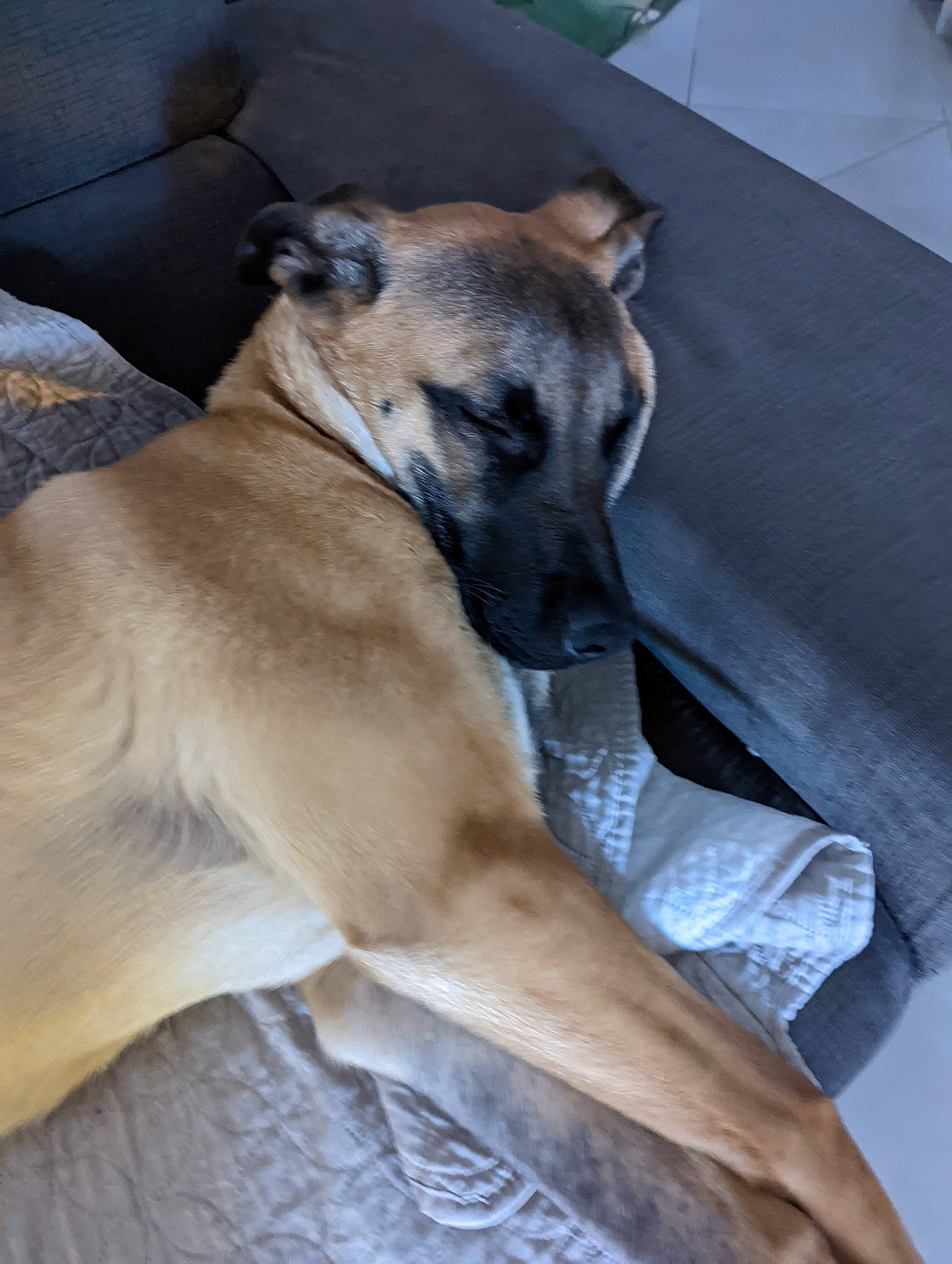 Scooby participe au concours pour gagner de l'argent avec cette photo : canidae, carnivore, collar, comfort, companion_dog, dog, dog_breed, dog_collar, dog_supply, fawn, fur, linens, non_sporting_group, pet_supply, sighthound, sporting_group, terrestrial_animal, whiskers, wood