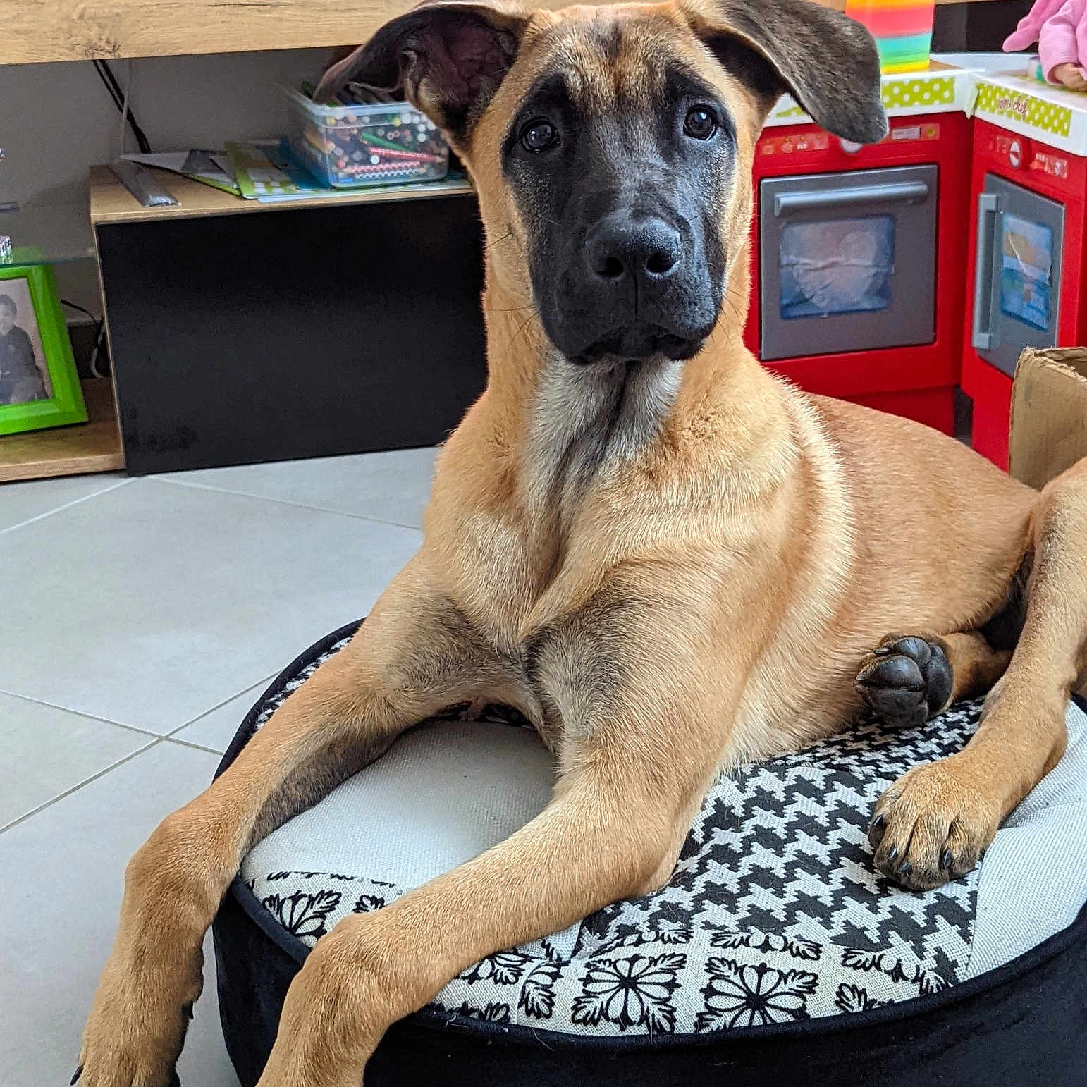 Scooby