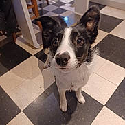 Ayka participe au concours pour gagner de l'argent avec cette photo : dog, puppy, black_and_white, border_collie, pet, animal, portrait, face, eyes, ears, nose, whiskers, standing, indoors, kitchen, checkerboard_floor, tile_floor, wooden_chair, collar, curious