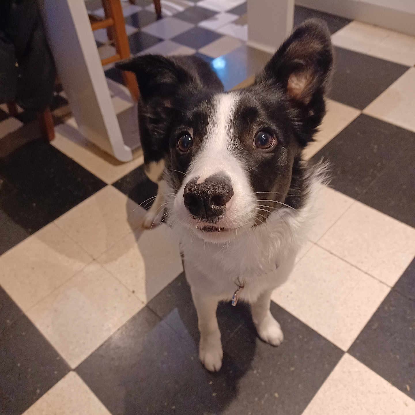 Ayka participe au concours pour gagner de l'argent avec cette photo : dog, puppy, black_and_white, border_collie, pet, animal, portrait, face, eyes, ears, nose, whiskers, standing, indoors, kitchen, checkerboard_floor, tile_floor, wooden_chair, collar, curious
