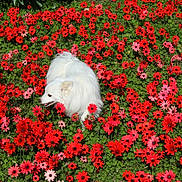 Opium participe au concours pour gagner de l'argent avec cette photo : dog, white_dog, flowers, red_flowers, pink_flowers, greenery, nature, outdoor, grass, pet, animal, fluffy, spring, summer, garden, plant, canine, colorful, flora, field