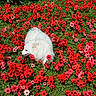 dog, white_dog, flowers, red_flowers, pink_flowers, greenery, nature, outdoor, grass, pet, animal, fluffy, spring, summer, garden, plant, canine, colorful, flora, field