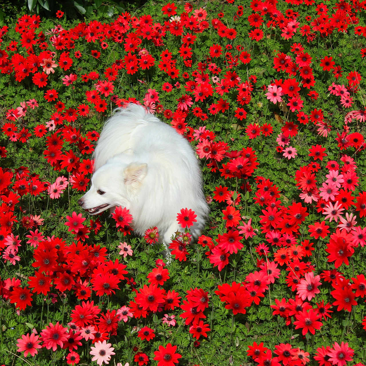 Opium participe au concours pour gagner de l'argent avec cette photo : dog, white_dog, flowers, red_flowers, pink_flowers, greenery, nature, outdoor, grass, pet, animal, fluffy, spring, summer, garden, plant, canine, colorful, flora, field