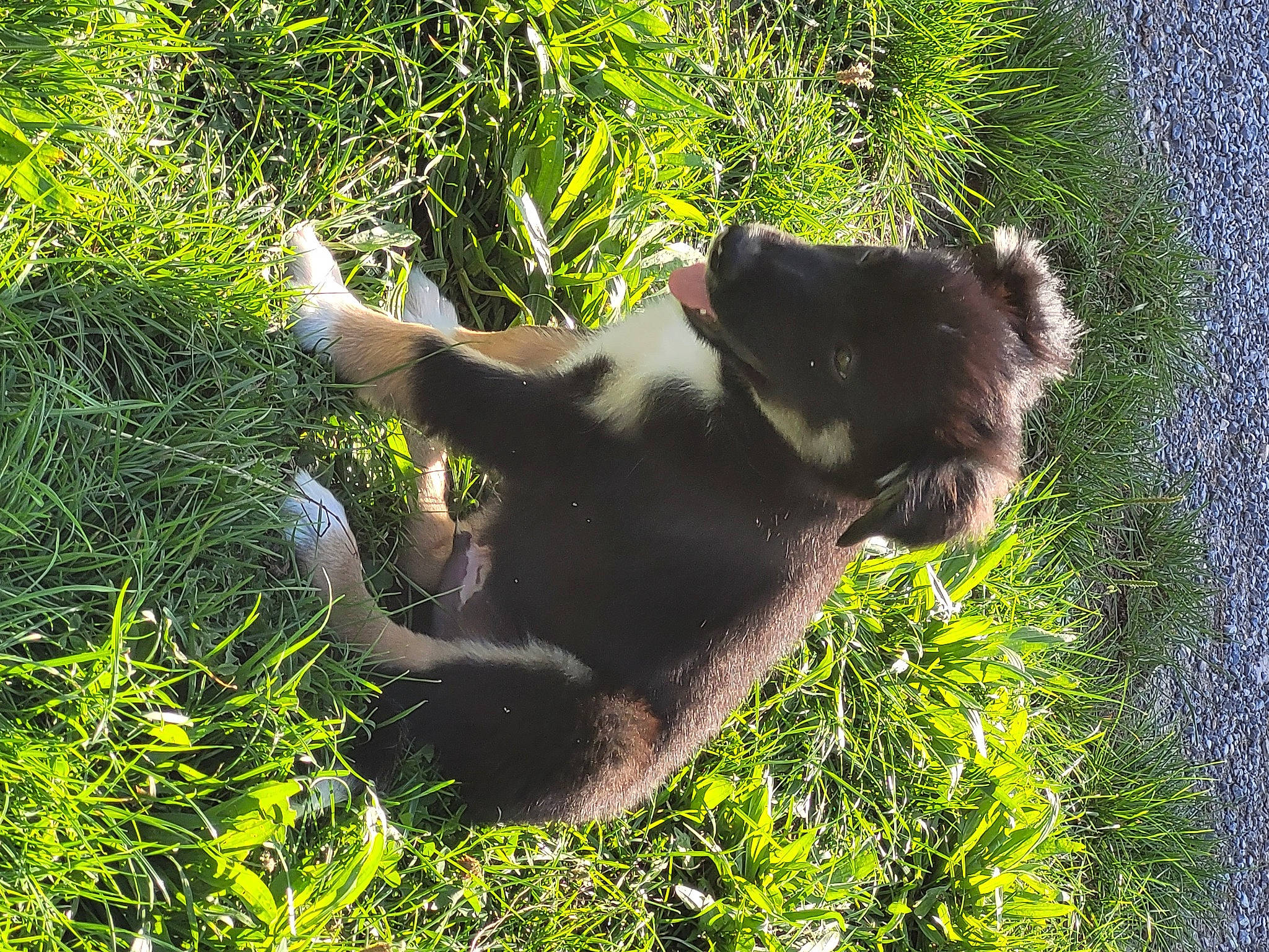 Ubac participe au concours pour gagner de l'argent avec cette photo : canidae, carnivore, companion_dog, dog, dog_breed, fawn, grass, grass_family, grassland, groundcover, herding_dog, pasture, paw, plant, snout, sporting_group, tail, terrestrial_animal, working_animal, working_dog