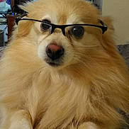 Filex joined the competition — help win amazing prizes! dog, glasses, fluffy, indoor, pet, closeup, brown, fur, cute, animal, portrait, face, nose, eyes, whiskers, paws, canine, companion, domestic, relaxed