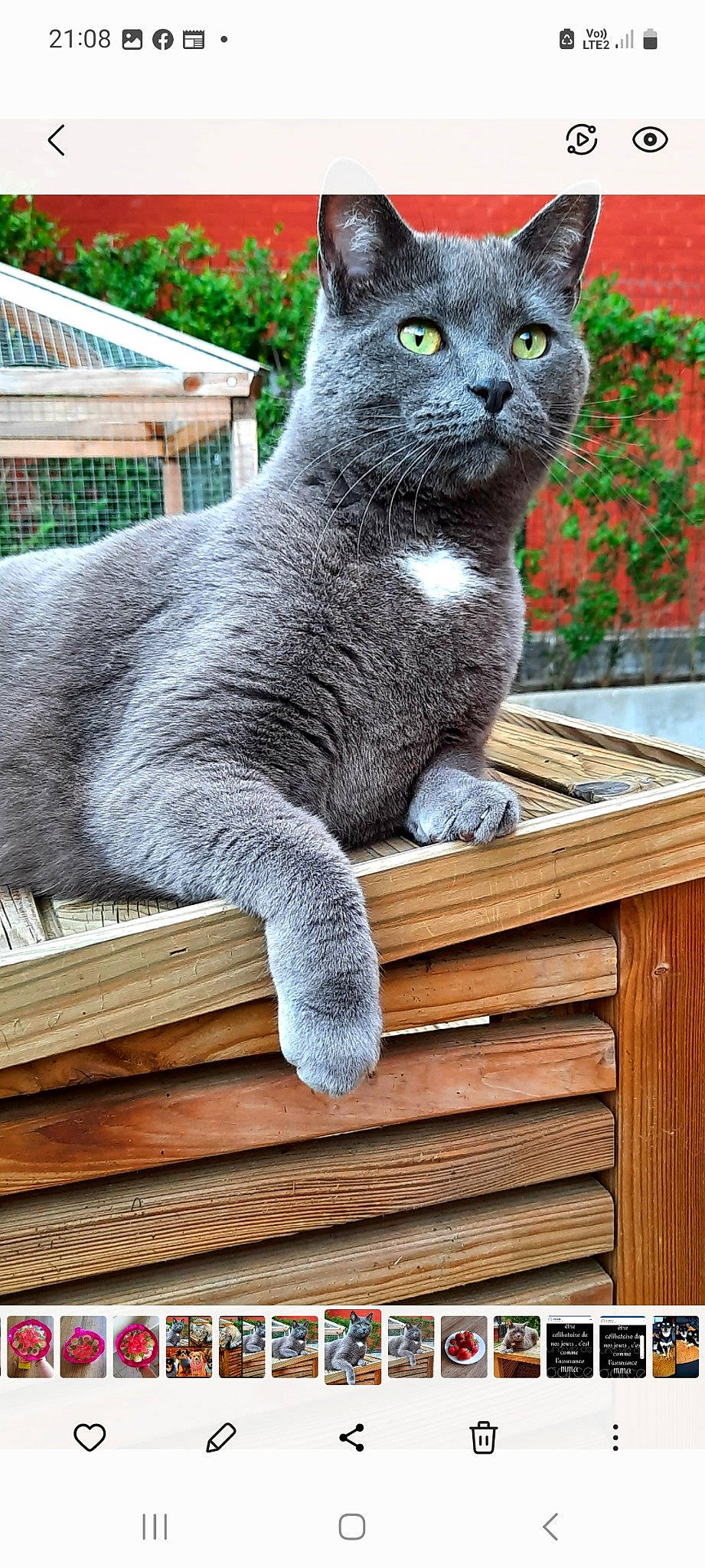 Diego a rejoint le concours — aidez-le/la à gagner de superbes lots ! art, black_cat, carnivore, cat, domestic_short_haired_cat, felidae, flowerpot, fur, grey, plant, russian_blue, sculpture, sitting, small_to_medium_sized_cats, snout, tail, terrestrial_animal, whiskers, window, wood