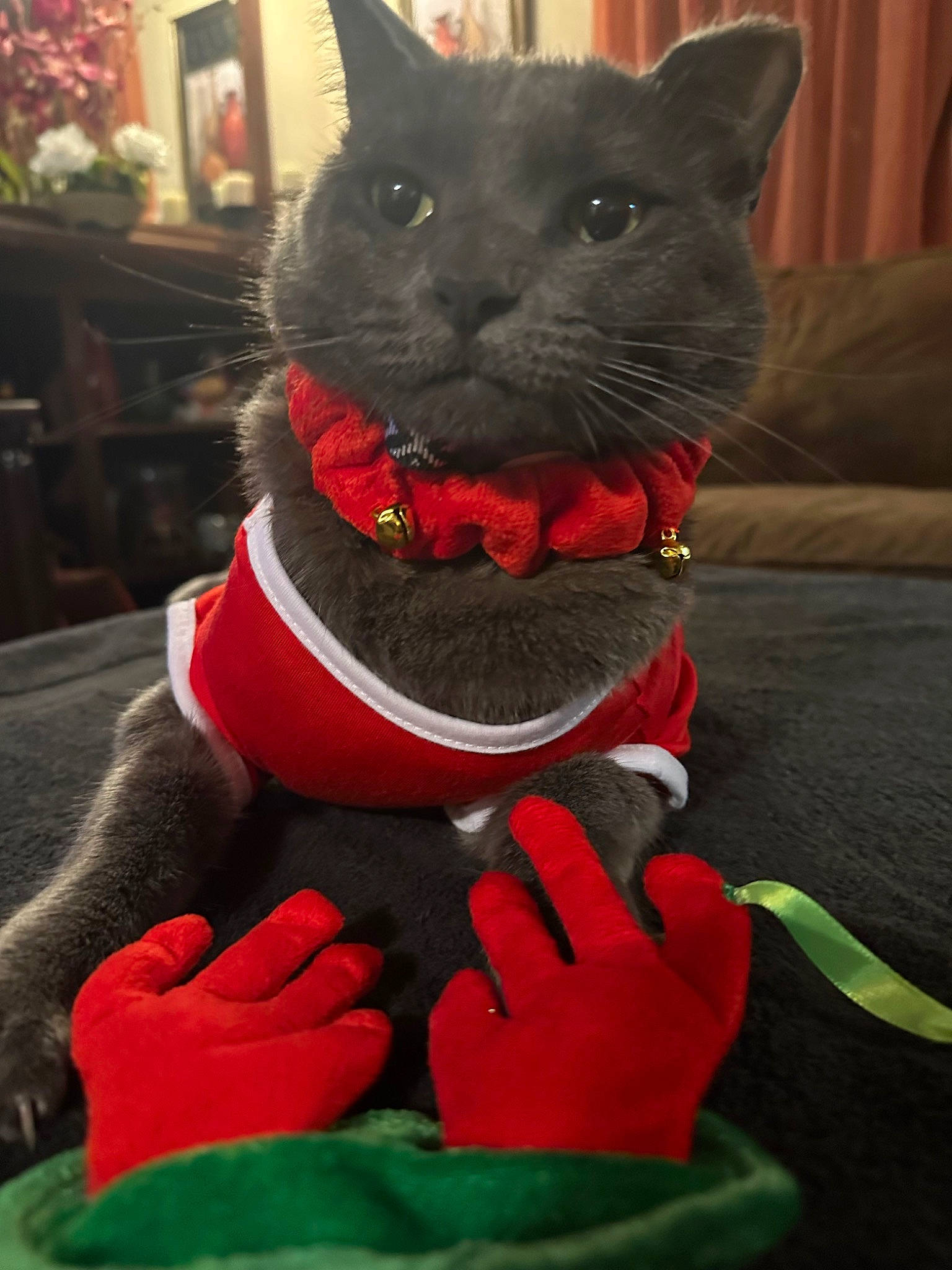 Smokey is registered to the contest to win money with this photo: bow_tie, building, carmine, carnivore, cat, collar, costume_hat, domestic_short_haired_cat, fashion_accessory, felidae, fur, pattern, plush, red, small_to_medium_sized_cats, snout, tail, whiskers