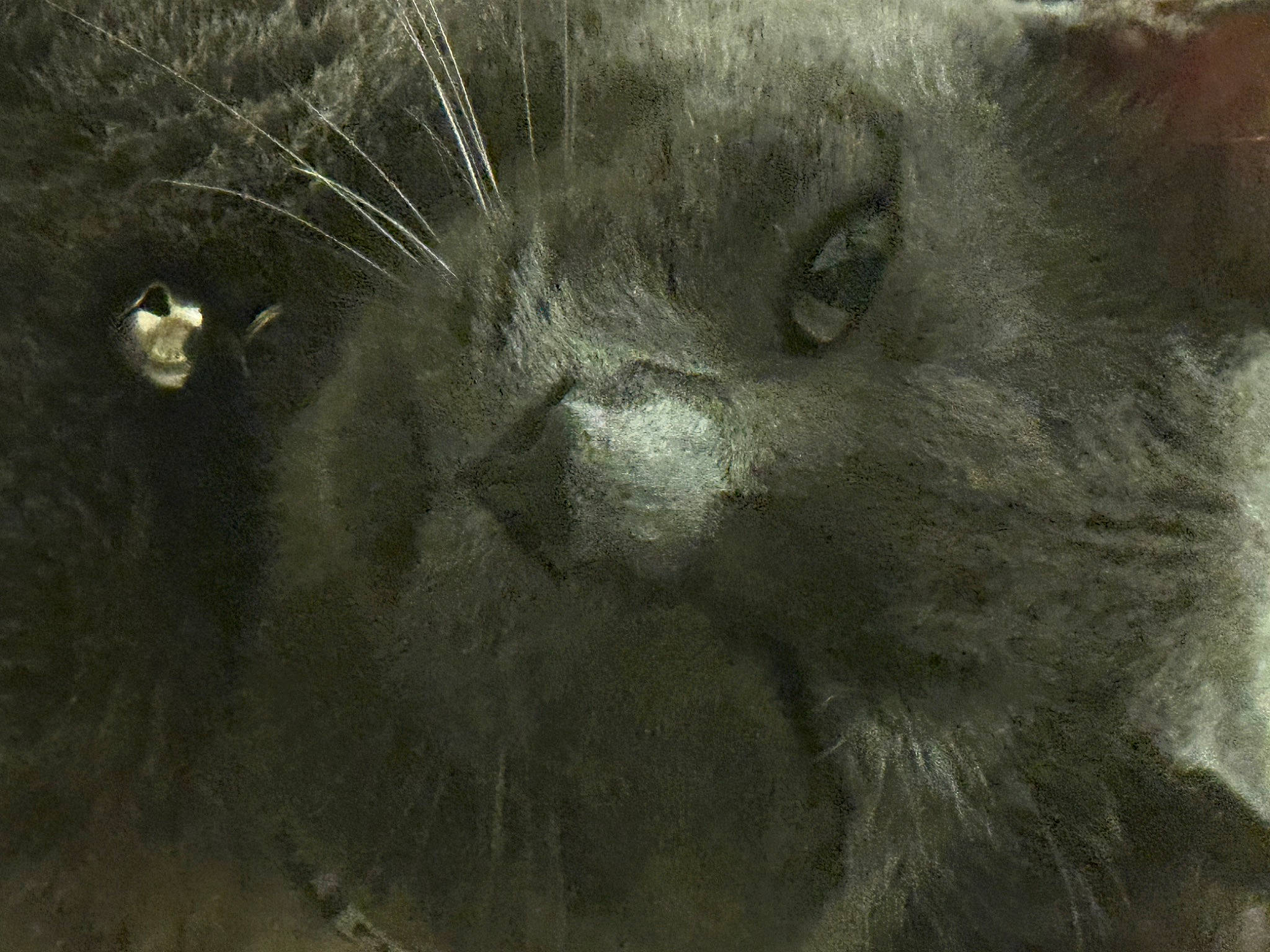 Smokey is registered to the contest to win money with this photo: black_cat, carnivore, cat, domestic_short_haired_cat, felidae, fur, grey, monochrome, monochrome_photography, paw, small_to_medium_sized_cats, snout, terrestrial_animal, whiskers, wildlife