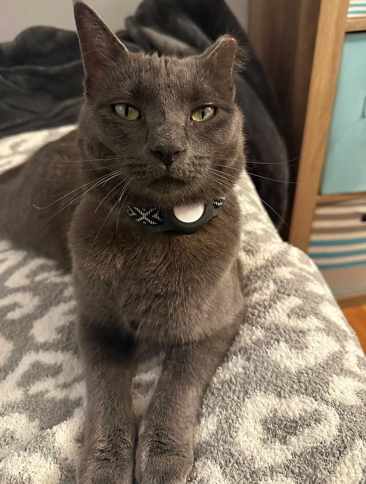 Smokey is registered to the contest to win money with this photo: carnivore, cat, claw, comfort, domestic_short_haired_cat, felidae, fur, grey, russian_blue, small_to_medium_sized_cats, snout, terrestrial_animal, whiskers