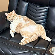 Garfield is registered to the contest to win money with this photo: cat, orange_cat, white_cat, pet, feline, relaxed, lounging, chair, black_leather, indoor, comfort, cute, fluffy, animal, domestic_animal, whiskers, paw, tail, fur, resting