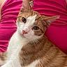 cat, orange_cat, white_cat, pet, animal, fur, whiskers, ear, eye, person, clothing, pink_top, metal_rings, relaxing, indoor, close_up, portrait, cute, feline, companion