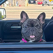Nala is registered to the contest to win money with this photo: animal, car, collar, dog, ears, french_bulldog, gulf, happy, mobil, nose, outdoor, pet, sign, smiling, street, sunlight, tongue, transportation, vehicle, window