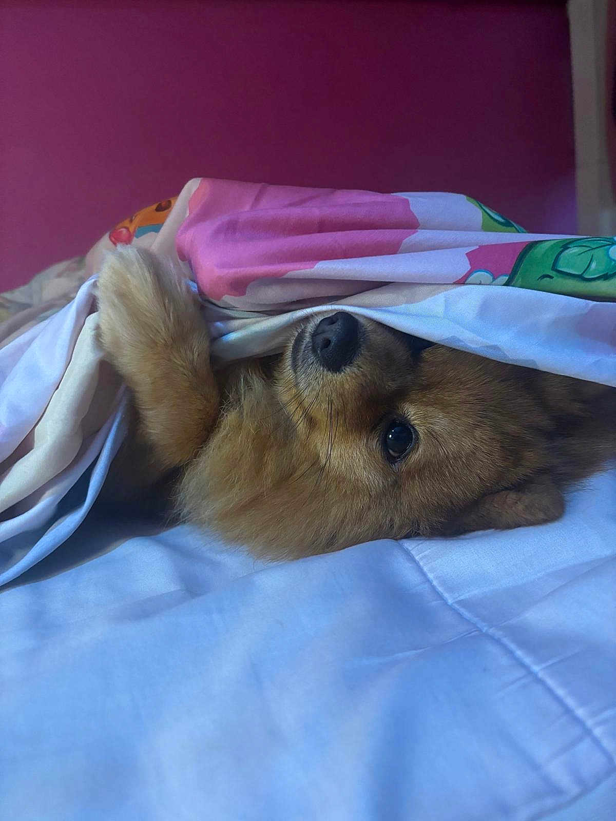 Milo