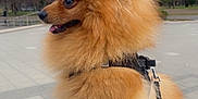Milo joined the competition — help win amazing prizes! dog, pomeranian, fluffy, outdoor, park, trees, cloudy_sky, harness, pet, animal, walking, leash, nature, grass, person, legs, purple_pants, cute, side_profile, canine