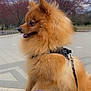 dog, pomeranian, fluffy, outdoor, park, trees, cloudy_sky, harness, pet, animal, walking, leash, nature, grass, person, legs, purple_pants, cute, side_profile, canine