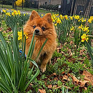 Milo is registered to the contest to win money with this photo: dog, pomeranian, flower, daffodil, grass, leaves, garden, outdoor, nature, pet, fence, greenery, spring, small_dog, cute, fluffy, plant, bush, animal, curious