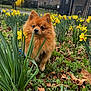 dog, pomeranian, flower, daffodil, grass, leaves, garden, outdoor, nature, pet, fence, greenery, spring, small_dog, cute, fluffy, plant, bush, animal, curious