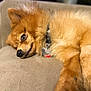 Milo is registered to the contest to win money with this photo: dog, pomeranian, pet, animal, fur, sleeping, resting, couch, indoor, closeup, relaxed, cozy, collar, paw, furry, cute, domestic, canine, mammal, companion