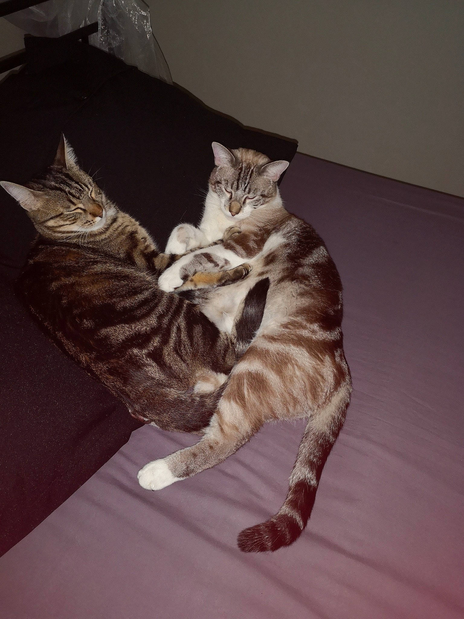 Pitchou participe au concours pour gagner de l'argent avec cette photo : bed, carnivore, cat, claw, comfort, darkness, domestic_short_haired_cat, door, felidae, flooring, fur, grey, hardwood, human_leg, paw, room, sitting, small_to_medium_sized_cats, tail, whiskers