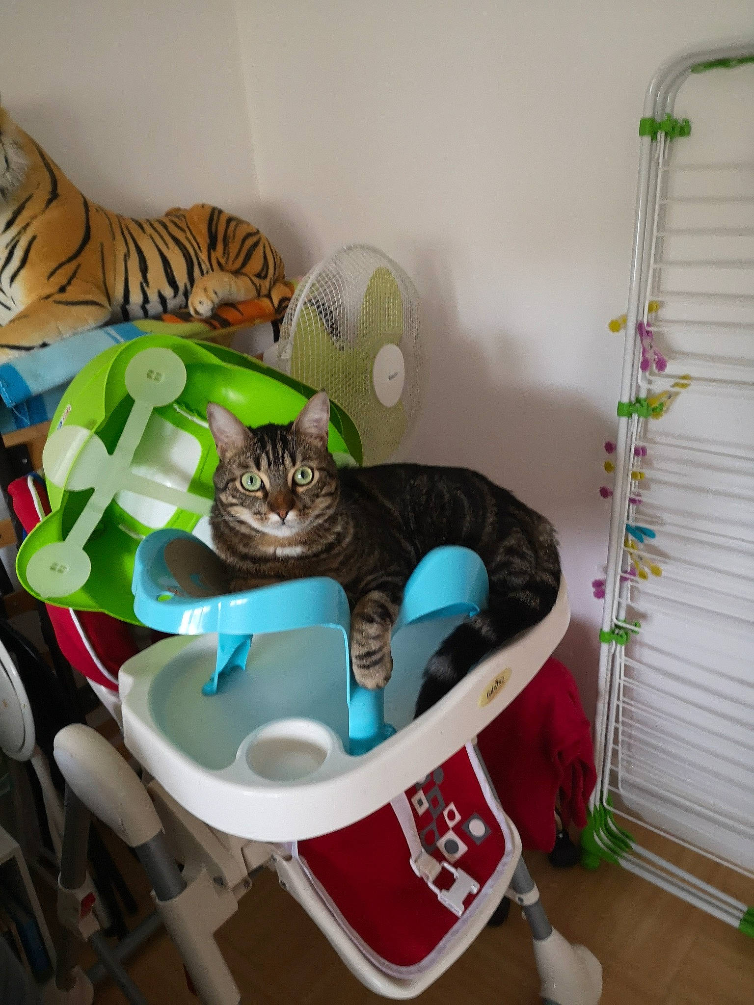 Pitchou a rejoint le concours — aidez-le/la à gagner de superbes lots ! carnivore, cat, cat_bed, cat_supply, comfort, couch, domestic_short_haired_cat, felidae, hardwood, interior_design, living_room, pet_supply, picture_frame, plant, product, room, shelf, small_to_medium_sized_cats, tail, whiskers