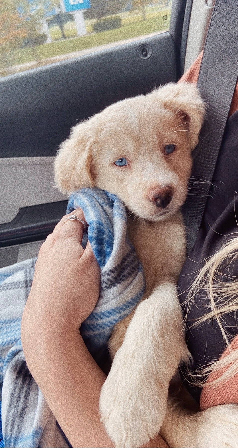 Archie joined the competition — help win amazing prizes! canidae, carnivore, companion_dog, dog, dog_breed, fawn, golden_retriever, nose, puppy, puppy_love, retriever, small_greek_domestic_dog, sporting_group