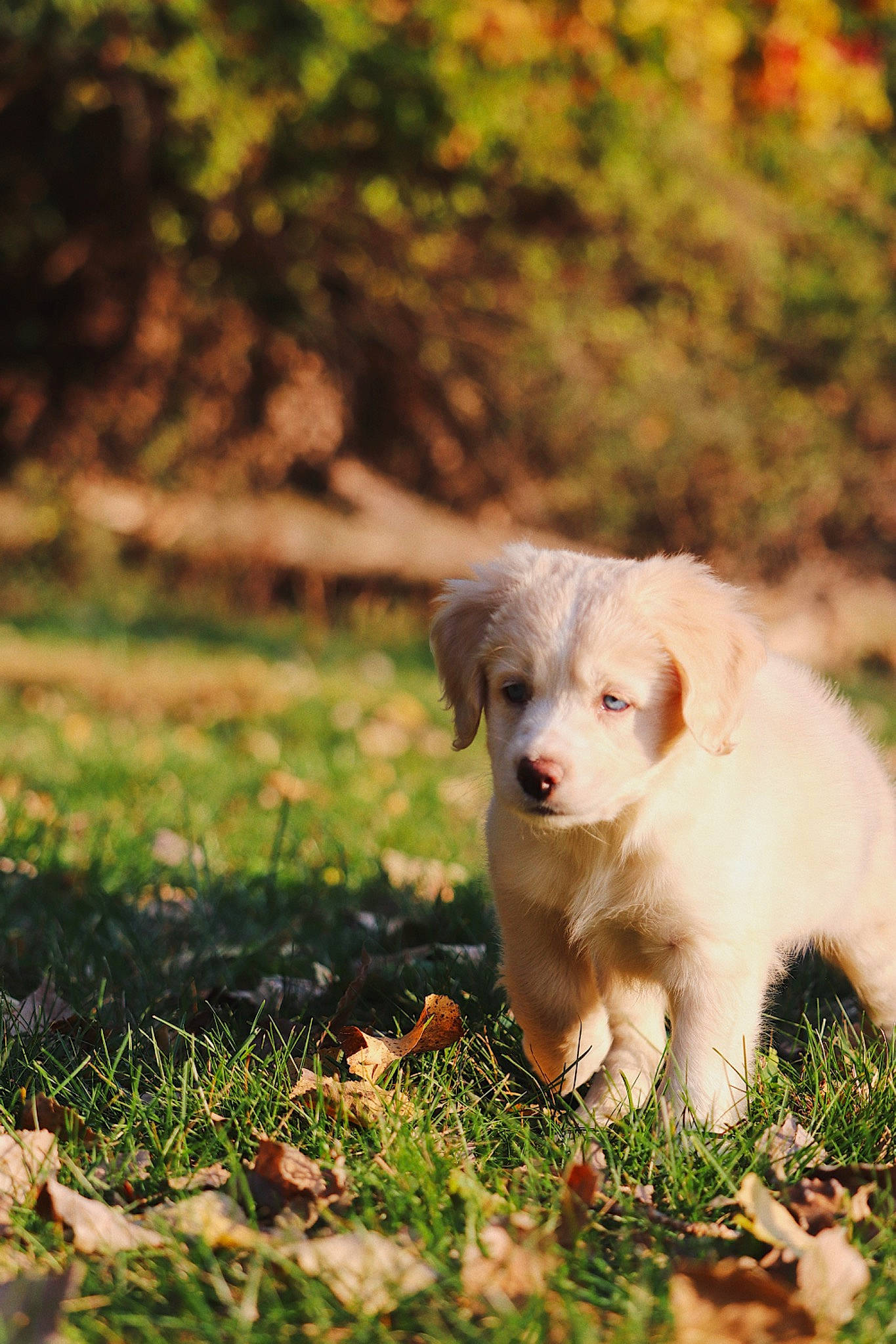 Archie joined the competition — help win amazing prizes! australian_shepherd, canidae, carnivore, companion_dog, dog, dog_breed, golden_retriever, grass, mammal, miniature_australian_shepherd, puppy, retriever, sporting_group, vertebrate