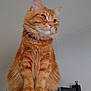 cat, orange_tabby, fluffy_fur, pet, indoor, wooden_cabinet, whiskers, paws, curious, feline, domestic_animal, portrait, sitting, close_up, collar, ears, eyes, fur_texture, home, animal