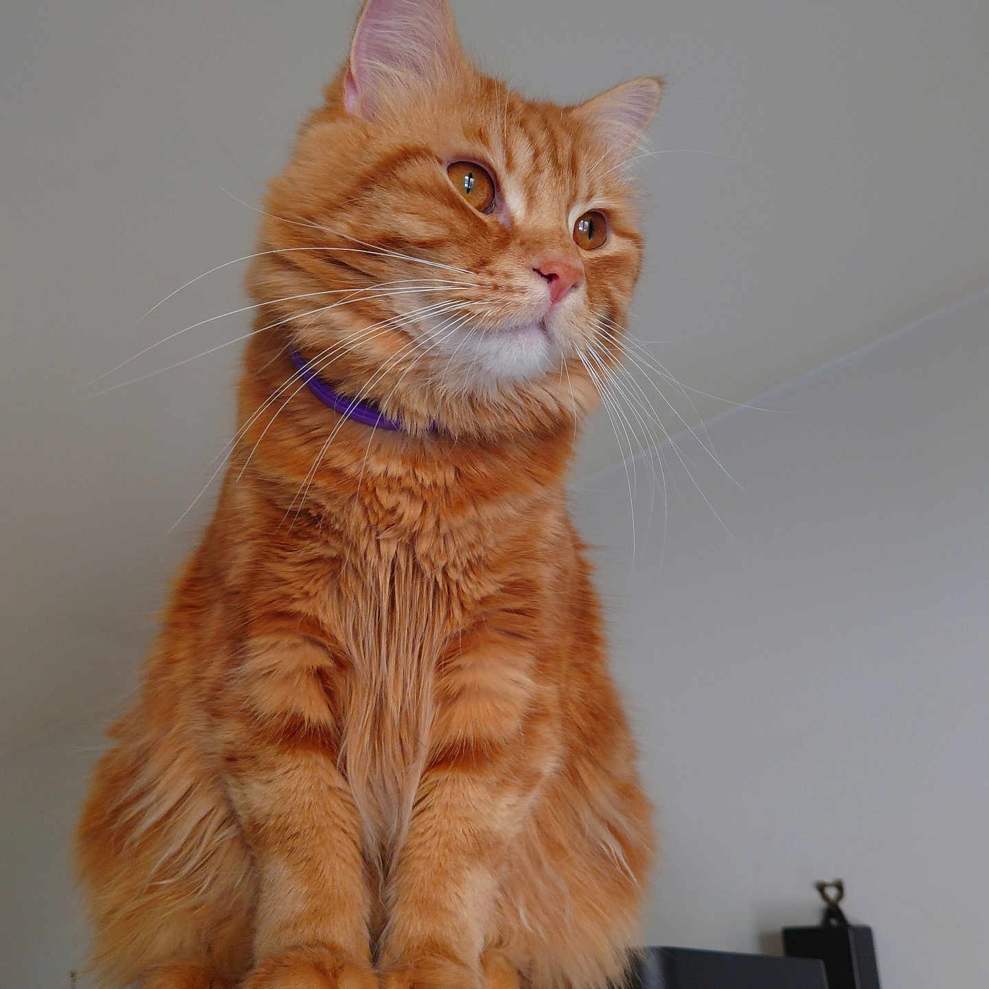 Simba joined the competition — help win amazing prizes! animal, cat, close_up, collar, curious, domestic_animal, ears, eyes, feline, fluffy_fur, fur_texture, home, indoor, orange_tabby, paws, pet, portrait, sitting, whiskers, wooden_cabinet