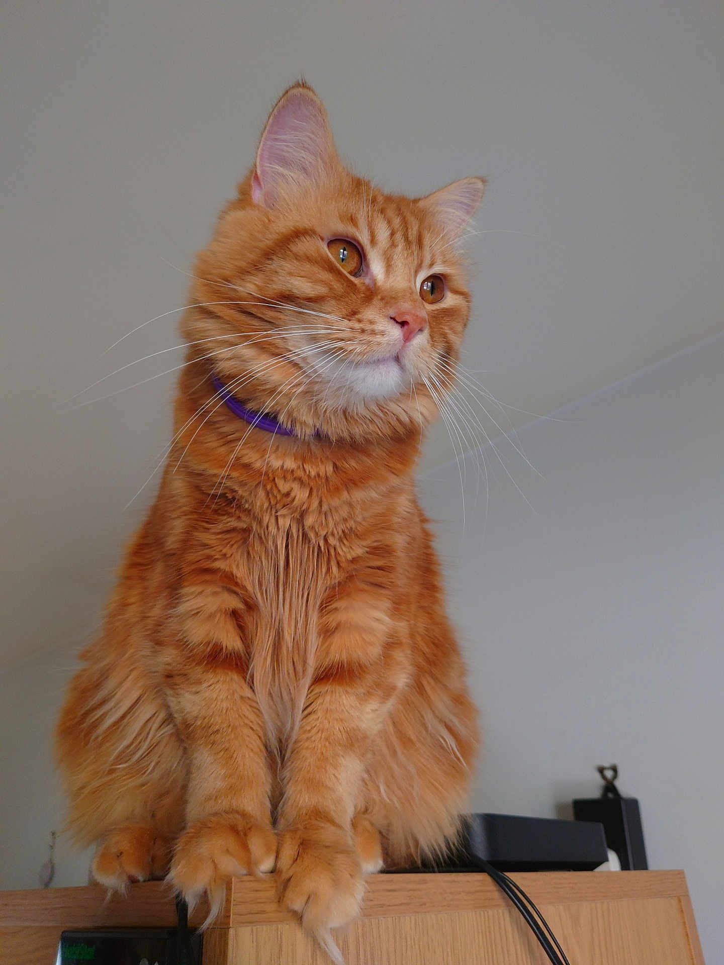 Simba joined the competition — help win amazing prizes! cat, orange_tabby, fluffy_fur, pet, indoor, wooden_cabinet, whiskers, paws, curious, feline, domestic_animal, portrait, sitting, close_up, collar, ears, eyes, fur_texture, home, animal
