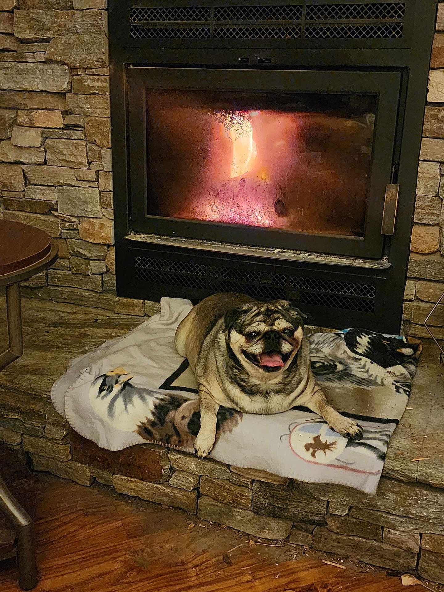 Sassy Britches joined the competition — help win amazing prizes! animal, blanket, comfort, cozy, cute, dog, fireplace, home, indoor, mammal, pet, pug, relaxed, resting, smiling, snug, stone_wall, tongue_out, warm, wood_floor
