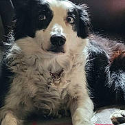 Breezy is registered to the contest to win money with this photo: dog, border_collie, black_and_white, fur, pet, animal, canine, indoor, couch, relaxed, lying_down, wide_eyes, collar, portrait, fluffy, domestic_animal, companion, cute, expression, cozy