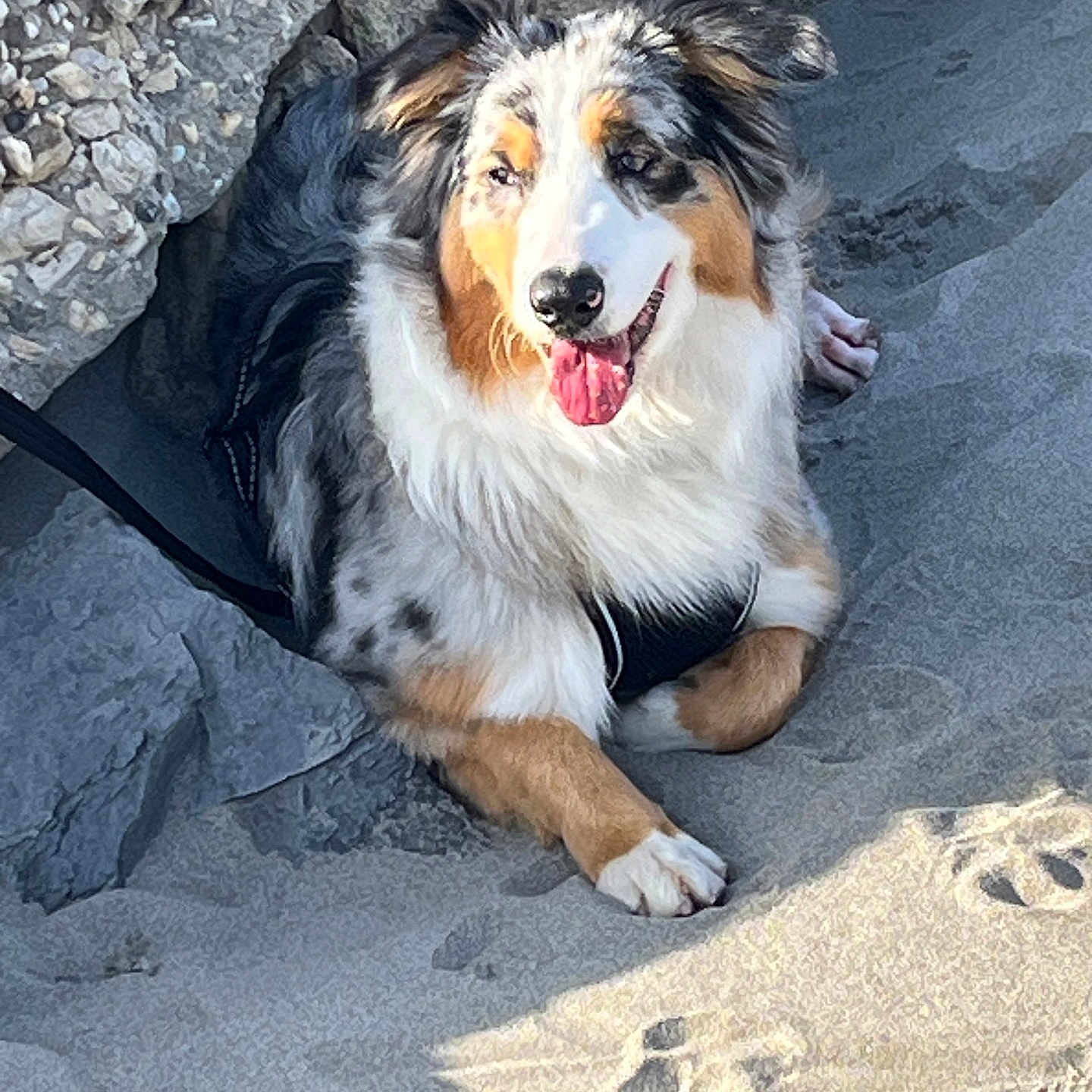 Vaya participe au concours pour gagner de l'argent avec cette photo : accessories, animal, ball, canine, collie, dog, face, head, leash, nature, outdoors, person, pet, photography, portrait, puppy, rock, slate, soil, strap