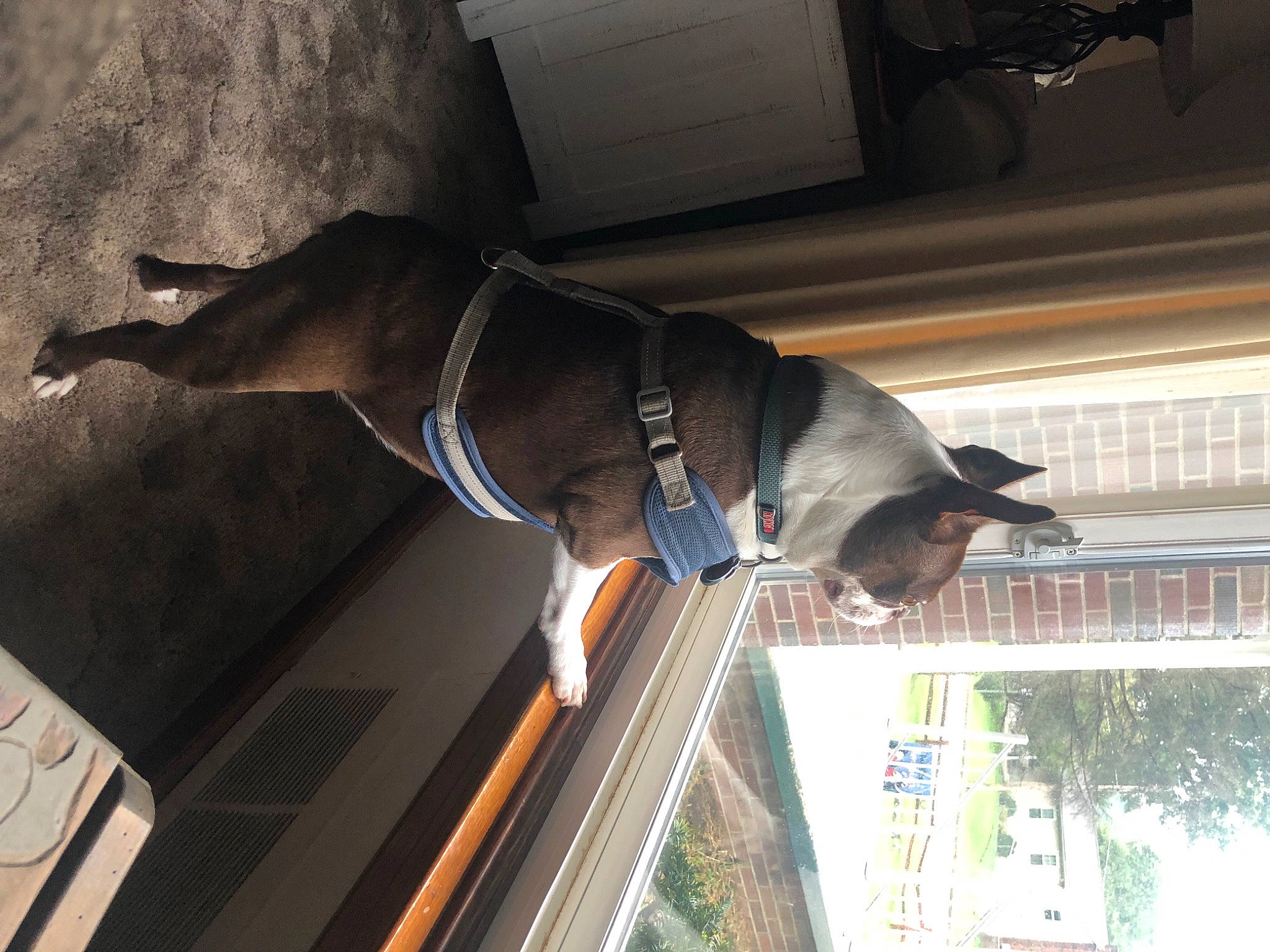 Winston is registered to the contest to win money with this photo: building, canidae, carnivore, collar, companion_dog, dog, dog_breed, dog_collar, door, fawn, fixture, liver, mammal, pet_supply, snout, tail, vertebrate, window, wood, working_animal