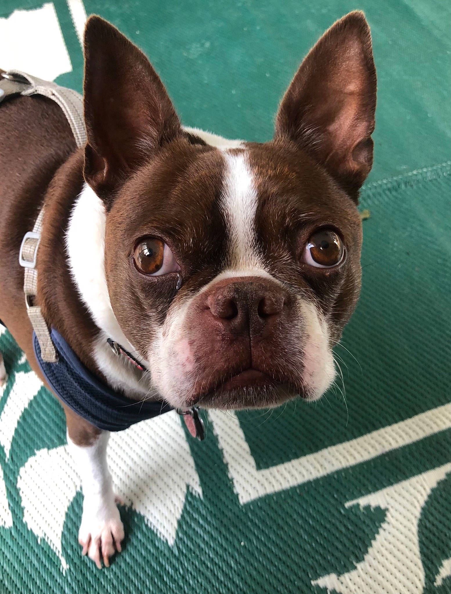 Winston is registered to the contest to win money with this photo: boston_terrier, bulldog, canidae, carnivore, collar, comfort, companion_dog, dog, dog_breed, ear, eye, fawn, flooring, grass, pattern, snout, sporting_group, terrestrial_animal, whiskers, working_animal