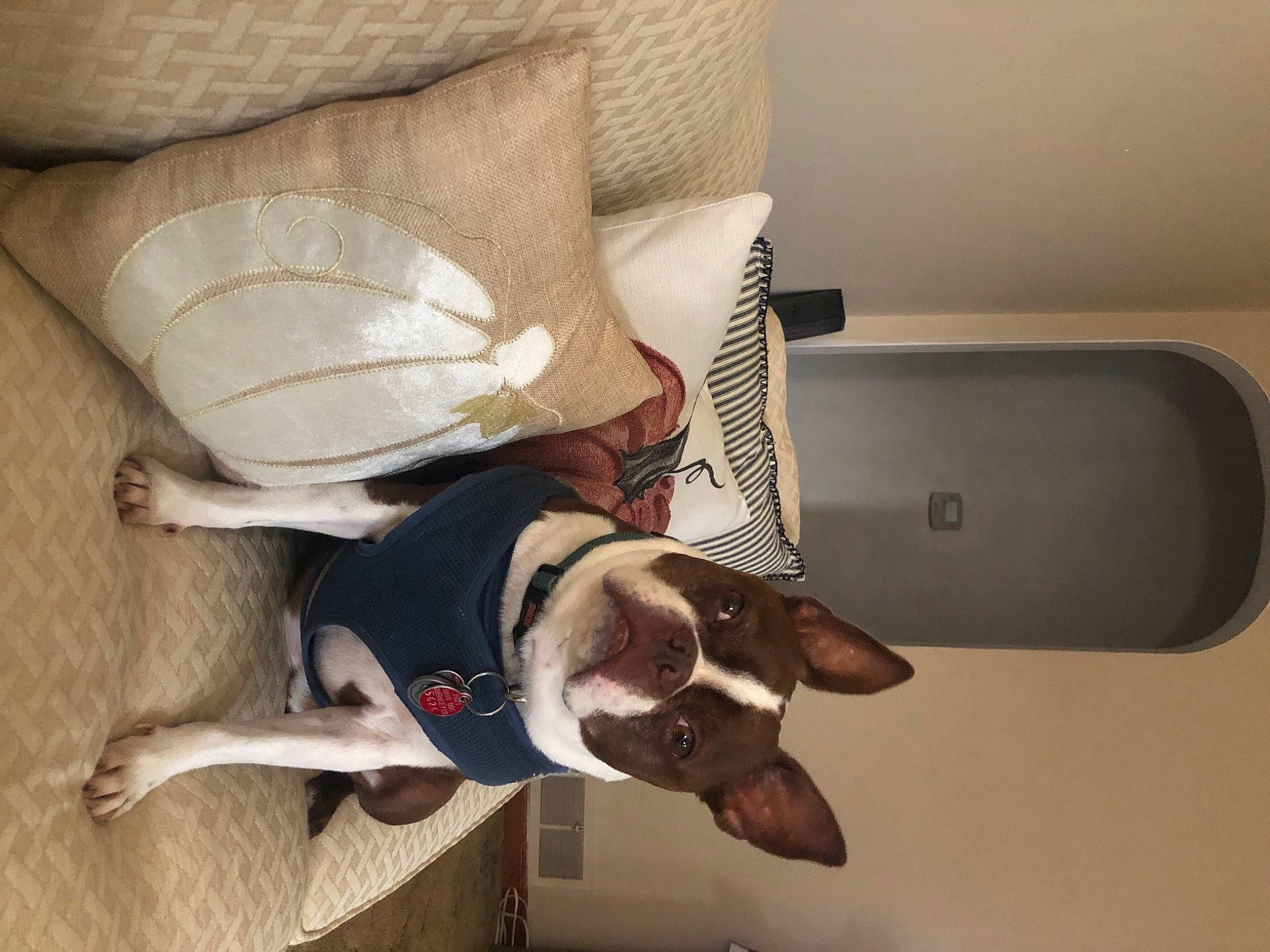 Winston is registered to the contest to win money with this photo: canidae, carnivore, collar, comfort, companion_dog, dog, dog_breed, dog_collar, dog_supply, eyewear, fawn, hardwood, mammal, pet_supply, snout, sporting_group, tail, vertebrate, wood, working_animal