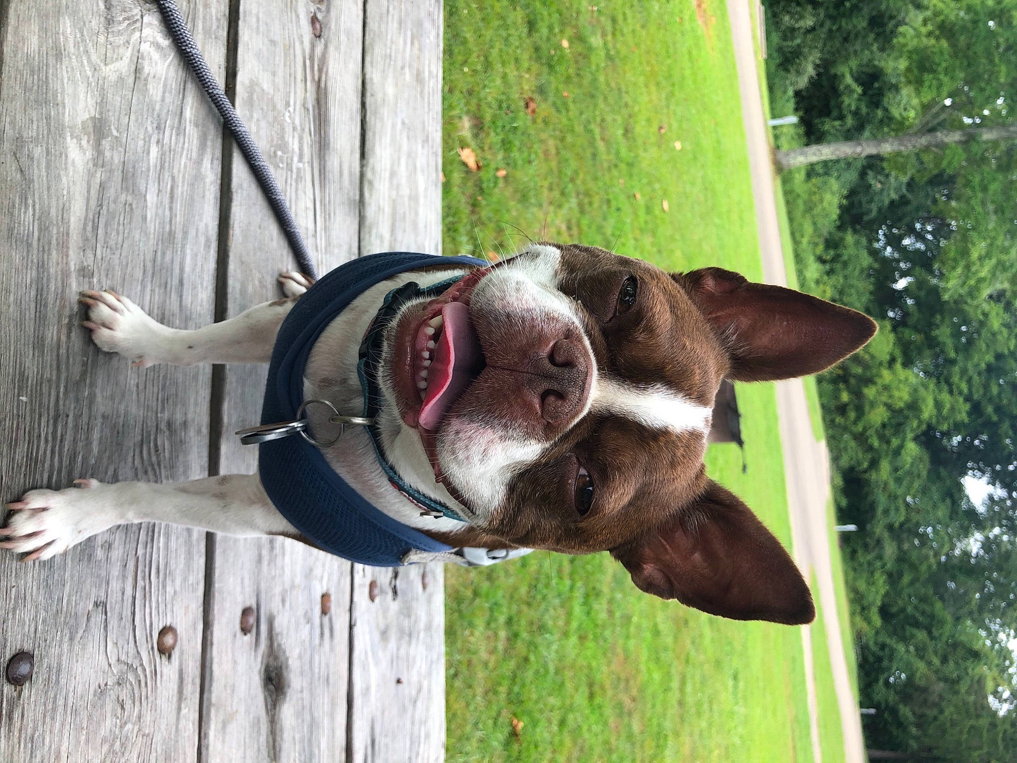Winston is registered to the contest to win money with this photo: canidae, carnivore, collar, companion_dog, dog, dog_breed, dog_collar, eyewear, fawn, grass, green, leash, pet_supply, plant, snout, sporting_group, tail, tree, wood, working_animal