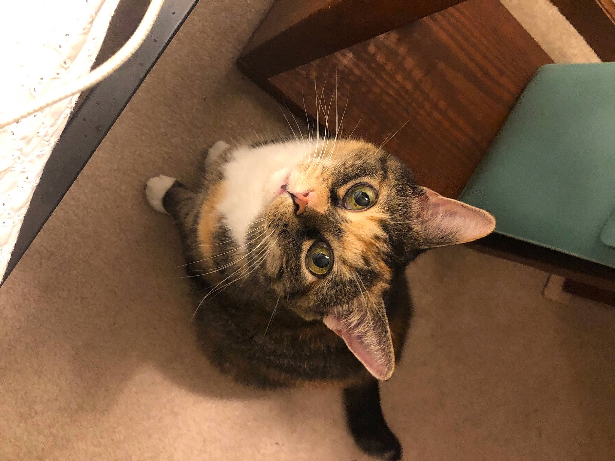 Kiki is registered to the contest to win money with this photo: canidae, carnivore, cat, claw, comfort, domestic_short_haired_cat, facial_hair, felidae, fur, hardwood, moustache, paw, plant, small_to_medium_sized_cats, snout, tail, whiskers, wood