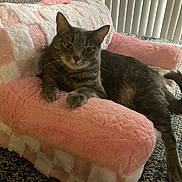 Luna joined the competition — help win amazing prizes! cat, gray_tabby, pet, indoor, furniture, plush_chair, pink, white, relaxed, lounging, horizontal_stripes, carpet, window_blinds, cozy, fur, whiskers, animal, mammal, domestic, cute