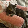 cat, gray_tabby, pet, indoor, furniture, plush_chair, pink, white, relaxed, lounging, horizontal_stripes, carpet, window_blinds, cozy, fur, whiskers, animal, mammal, domestic, cute