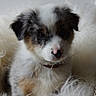 puppy, dog, fluffy, cute, pet, animal, fur, collar, nose, eyes, portrait, indoor, soft, wool, white, brown, black, young, adorable, cozy
