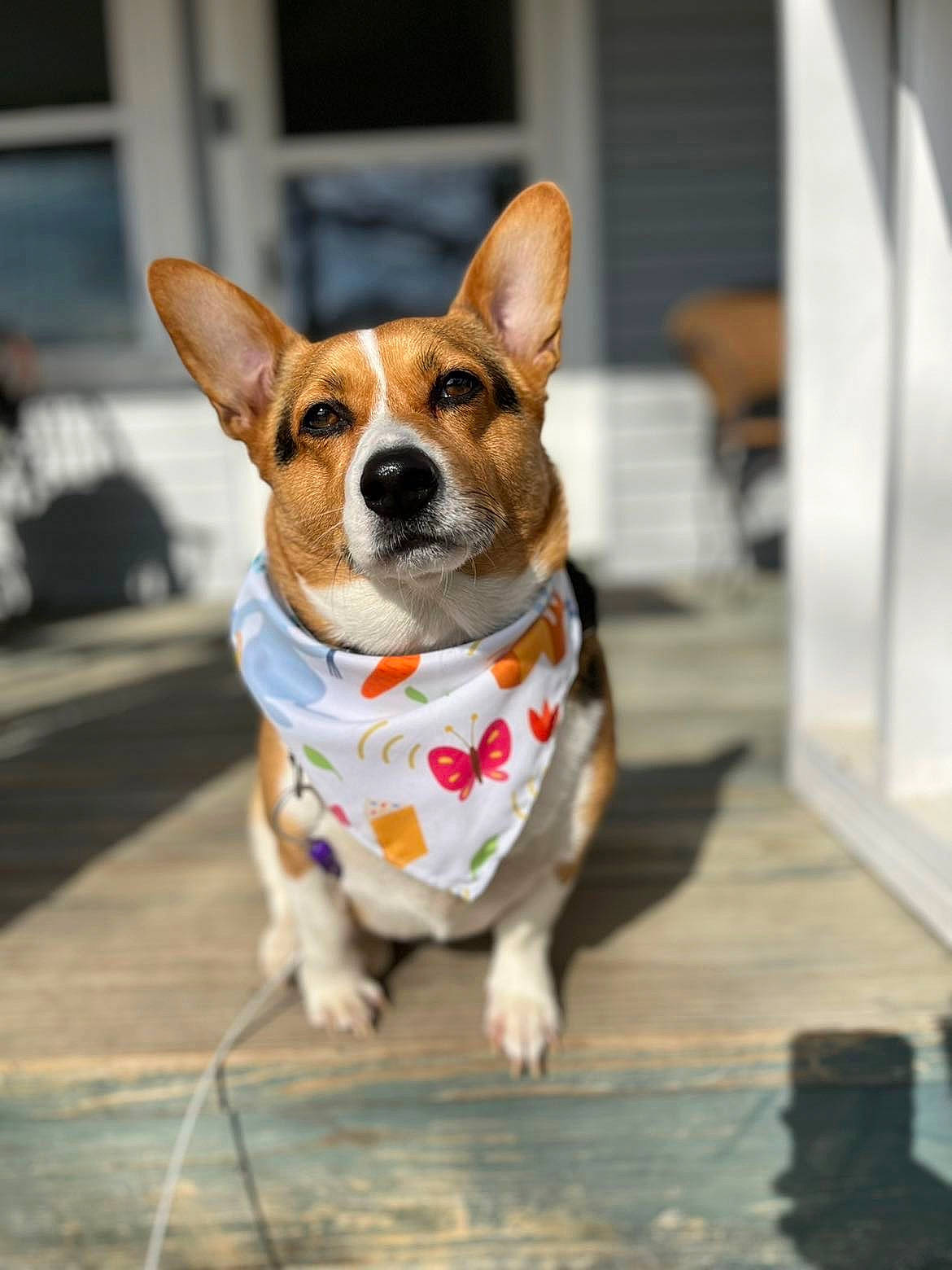 Tucker joined the competition — help win amazing prizes! canidae, carnivore, collar, companion_dog, dog, dog_breed, dog_collar, dog_supply, fawn, hardwood, hound, leash, snout, sporting_group, tail, terrier, welsh_corgi, whiskers, wood, working_animal
