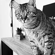 Simba participe au concours pour gagner de l'argent avec cette photo : cat, tabby, animal, pet, feline, whiskers, fur, ears, eyes, close_up, black_and_white, indoor, wooden_surface, plant, blurred_background, curious, sitting, portrait, domestic, mammal