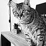 cat, tabby, animal, pet, feline, whiskers, fur, ears, eyes, close_up, black_and_white, indoor, wooden_surface, plant, blurred_background, curious, sitting, portrait, domestic, mammal
