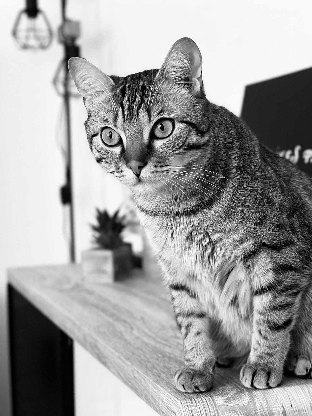 Simba