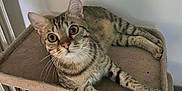 Simba participe au concours pour gagner de l'argent avec cette photo : animal, carpeted, cat, cat_tree, curious, cute, ears, feline, fur, household, indoor, looking, lounge, paws, pet, resting, striped, tabby_cat, whiskers, wide_eyes