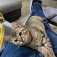 Simba participe au concours pour gagner de l'argent avec cette photo : casual, cat, close_up, couch, curious, domestic_animal, floor, furniture, indoor, jeans, legs, living_room, person, pet, relaxing, remote_control, striped_fur, tabby_cat, whiskers, wooden_floor