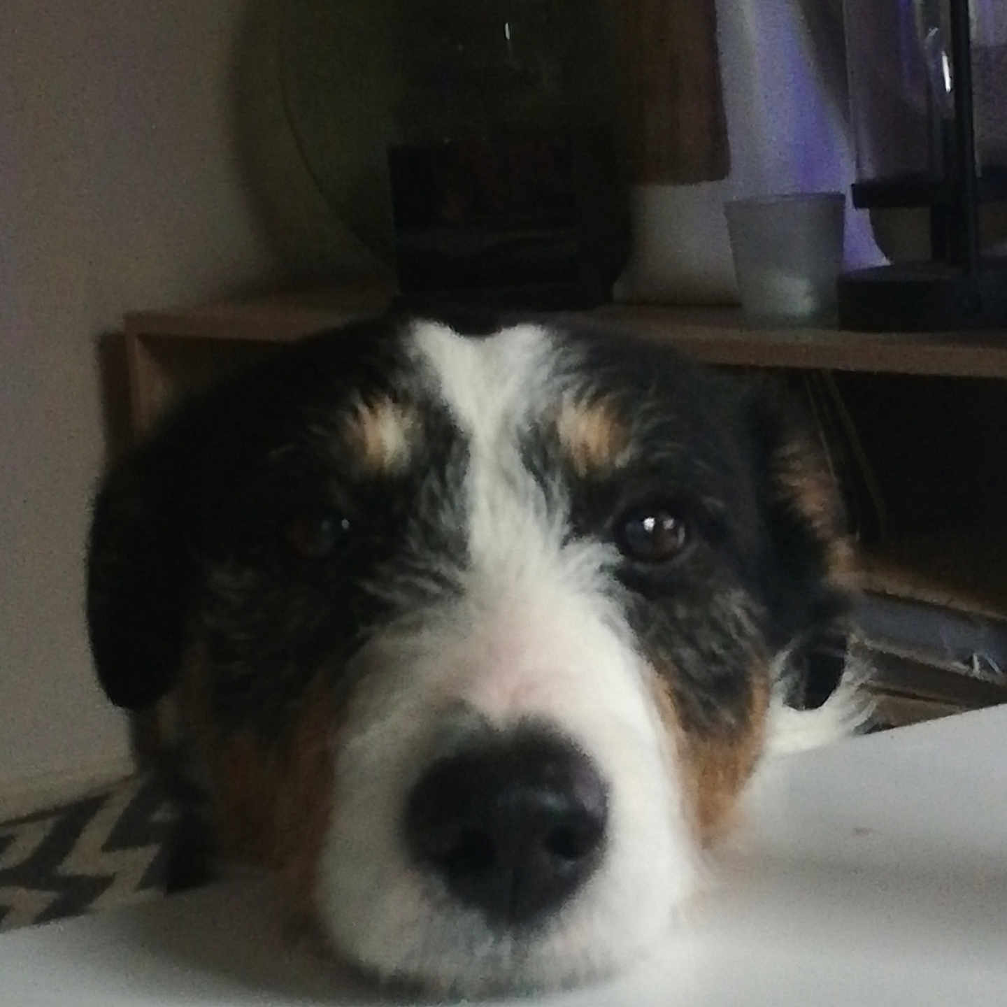 Gadget a rejoint le concours — aidez-le/la à gagner de superbes lots ! animal, appenzeller, beagle, box, canine, collie, couch, desk, dog, drawer, furniture, hound, pet, plywood, puppy, saintbernard, snout, table, terrier, wood