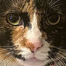 animal, black_fur, calico_cat, cat, close_up, eyes, face, feline, fur, golden_eyes, indoors, long_whiskers, macro_photography, nose, orange_fur, pet, pink_nose, portrait, whiskers, white_fur