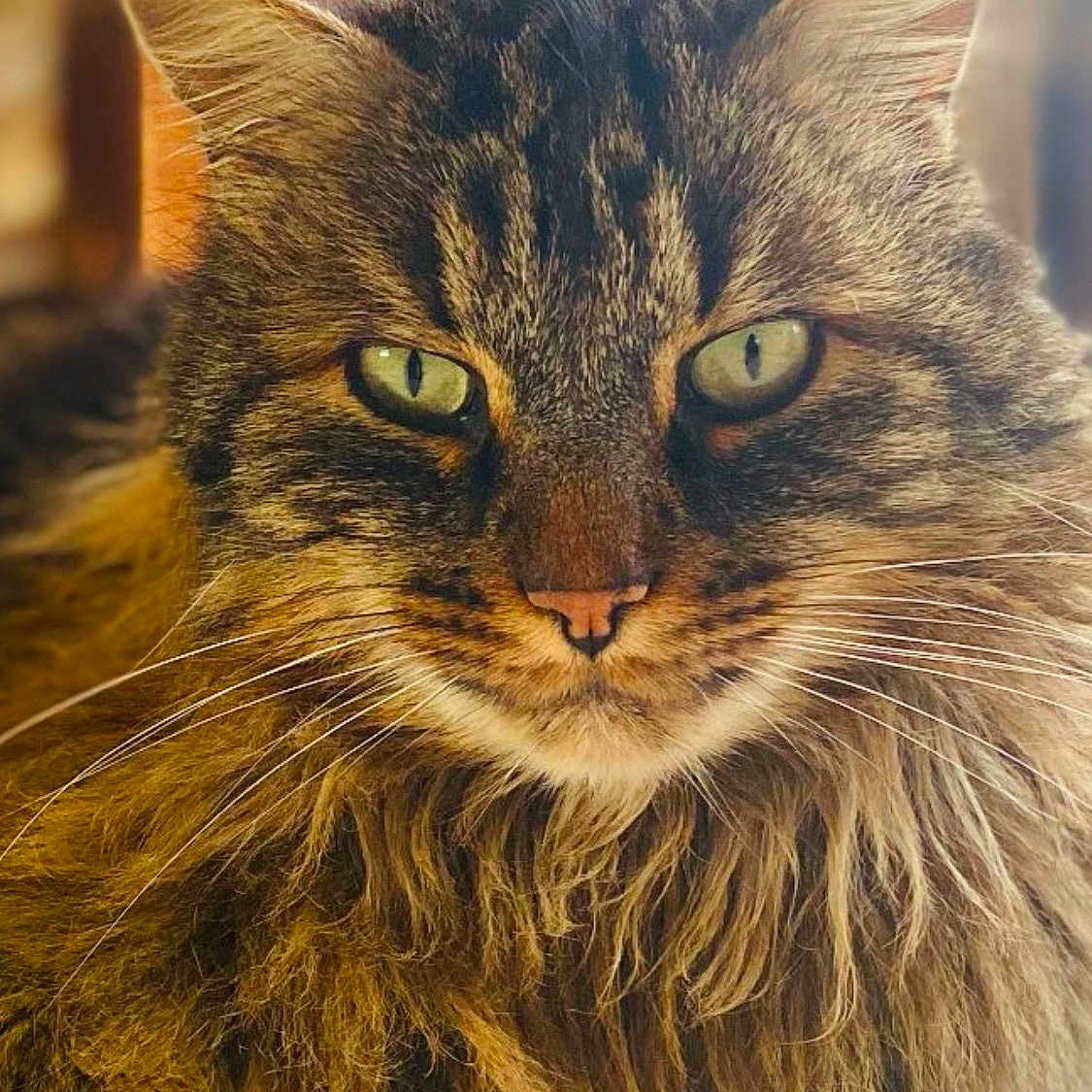 Pompon participe au concours pour gagner de l'argent avec cette photo : animal, cat, close_up, cozy, cute, ears, face, feline, fluffy, fur, green_eyes, indoor, majestic, mammal, pet, portrait, relaxed, soft_light, tabby, whiskers